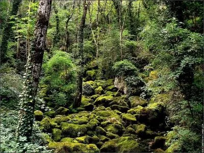 Which plants have no roots, although they have stems and leaves?