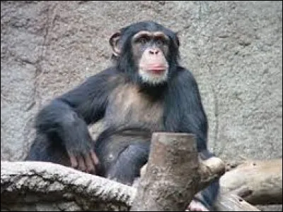 In freedom, on which continent does the chimpanzee live?