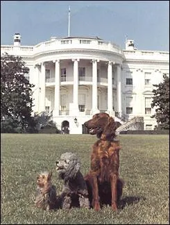 Vicky, Pasha, and King Timahoe