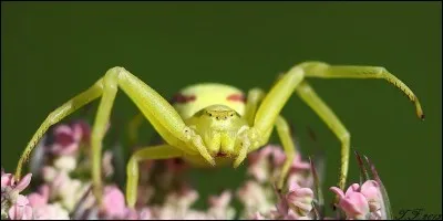 What is the other name of this spider called thomise variable?