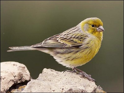 Where does the world's best-known canary originate?