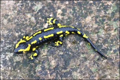 The spotted salamander is :