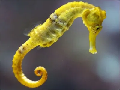 What is the correct spelling for this small marine fish?