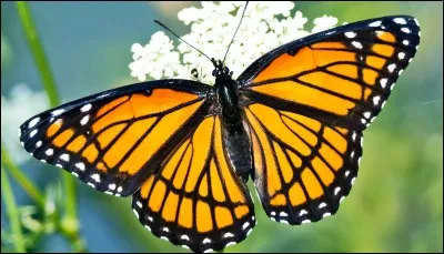 A butterfly is a(n) :