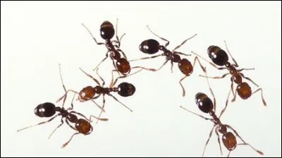 Ants are :