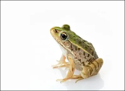 A frog is a(n) :