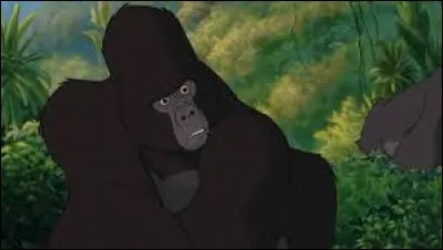 What is the name of this gorilla?