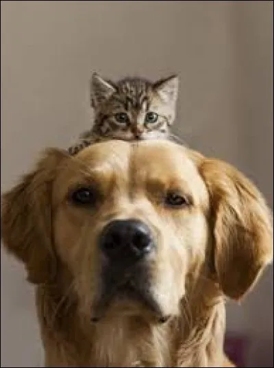 Which animal is in your throat according to a famous expression?