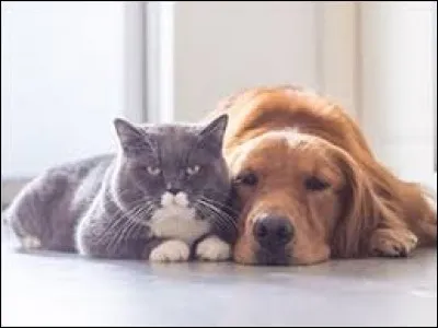 Which animal is translated as 'gato' in Spanish?