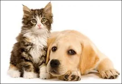 What animal did the ancient Egyptians come from?