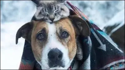 What animal is the painter Charles van den Eycken best known for?