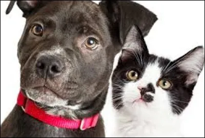 Which animal can be described by the word 'mutt'?