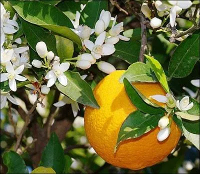 What is made from the flowers of the bitter orange tree?
