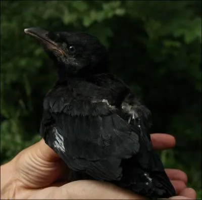 The little raven's name is ...