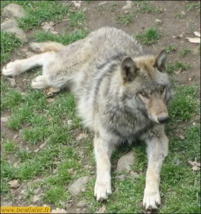 What animal is this?