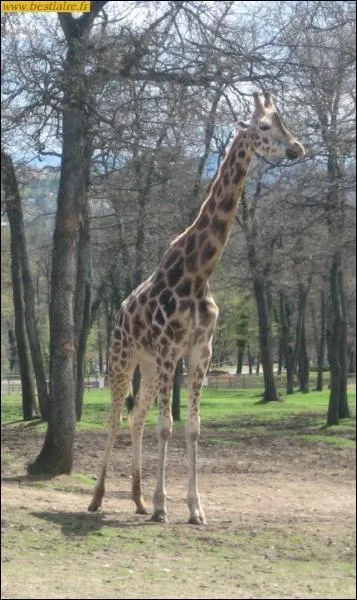 What animal is this?