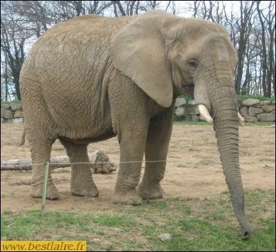 What animal is this?