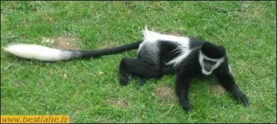 What animal is this?