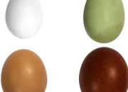 Quiz La preuve par l'œuf [1re partie]