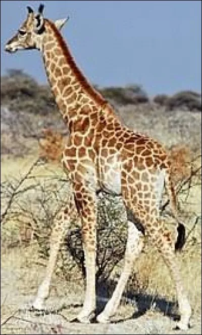 What color is the giraffe's tongue?