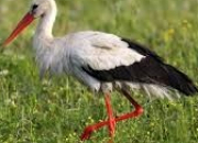 Quiz Polish animals