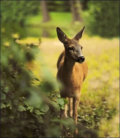 Roe - deer lives in Europe.