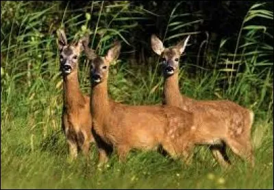 Roe deer are afraid of water.