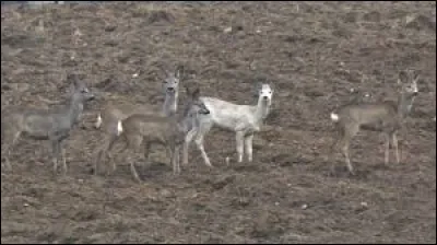 They can run at speeds of up to 60 km / h.