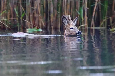 Roe - deer can swim wery well.