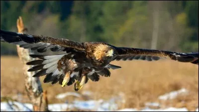 How many species of eagle are there?