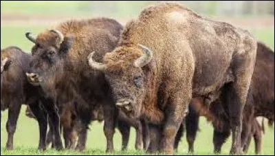 Żubr is the largest wild mammal in Europe.