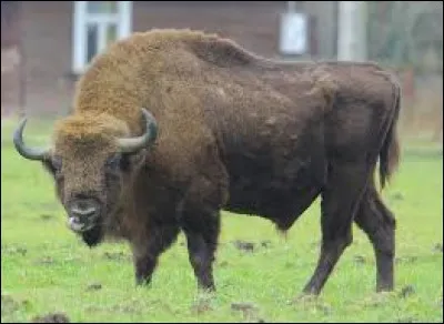 Żubr is perfectly adapted to life in the wilderness.