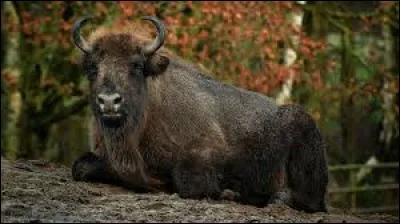 Poles helped to save the species.