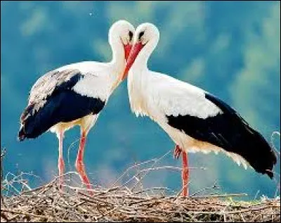 How many species of stork are there ?
