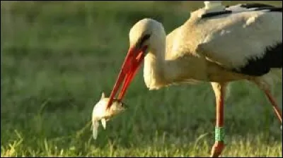 Storks eats snakes.