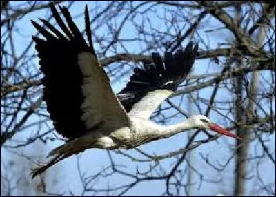 How much does stork weigh ?