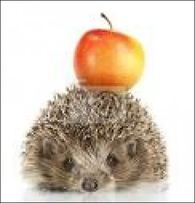 Does hedgehogs likes apple ?