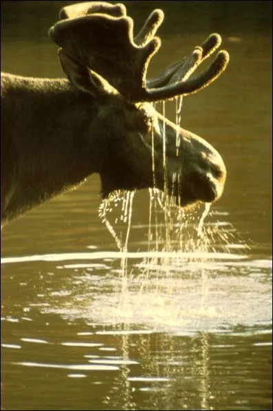 What is this animal?