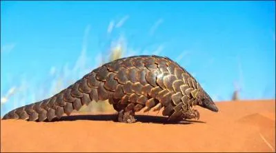 The pangolin feeds on ...