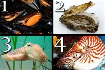 Which of these pictures shows a 'nautilus'?