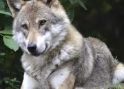 Quiz Quiz ciblé sur le loup gris