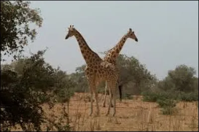 In freedom, on which continent does the giraffe live?