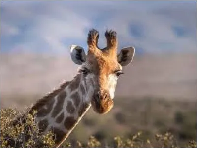 What color is a giraffe's tongue?