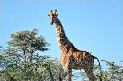 How many vertebrae does the neck of a giraffe contain?