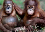 Test Quel est l'animal qui représente ton caractère ?