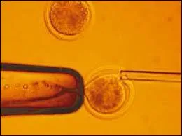 The cloning of human embryos is permitted in Great Britain, but only for therapeutic purposes.