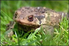 The toad is the male of the frog.