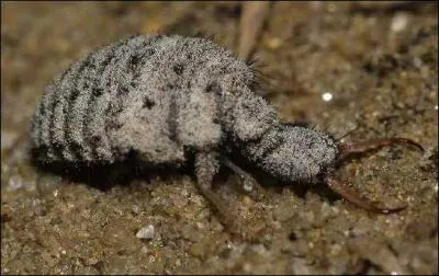 Which animal has a trap-digging larva?