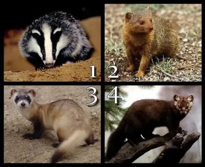 They're all members of the mustelid family, except one. Which one?