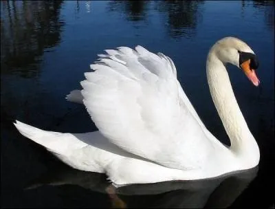 When he cries, the swan ...